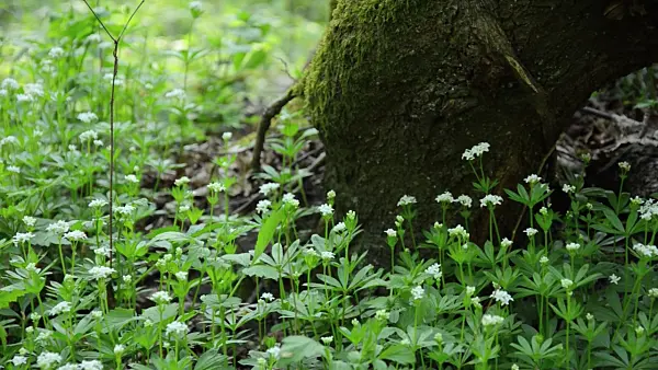 508008 - Woodruff (Galium odoratum)