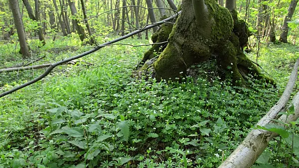 508009 - Woodruff (Galium odoratum)