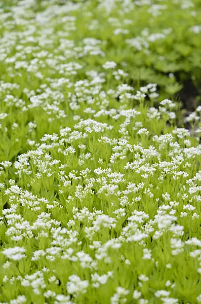 520087 - Woodruff (Galium odoratum)