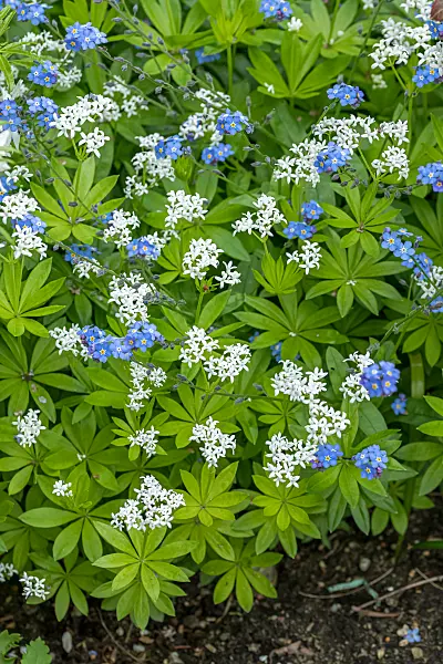 664150 - Woodruff (Galium odoratum) and wood forget-me-not (Myosotis sylvatica)