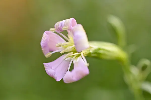 482058 - Woody catchfly (Silene fruticosa)