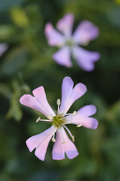 483063 - Woody catchfly (Silene fruticosa)