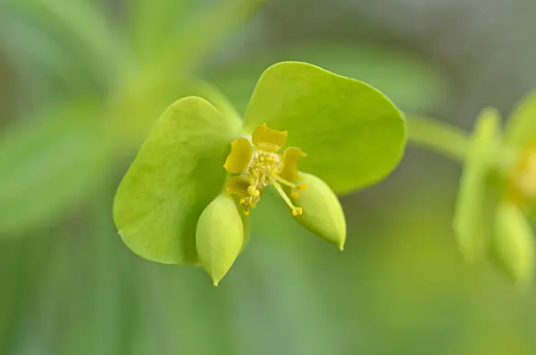 492025 - Woody spurge (Euphorbia dendroides)