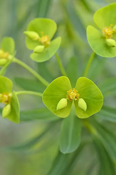 492026 - Woody spurge (Euphorbia dendroides)