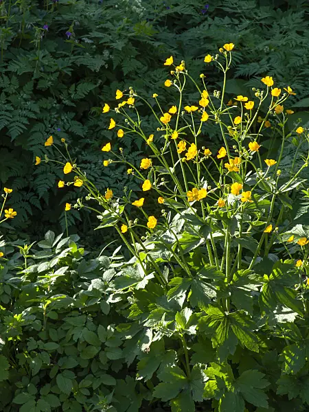 460043 - Woolly buttercup (Ranunculus lanuginosus)