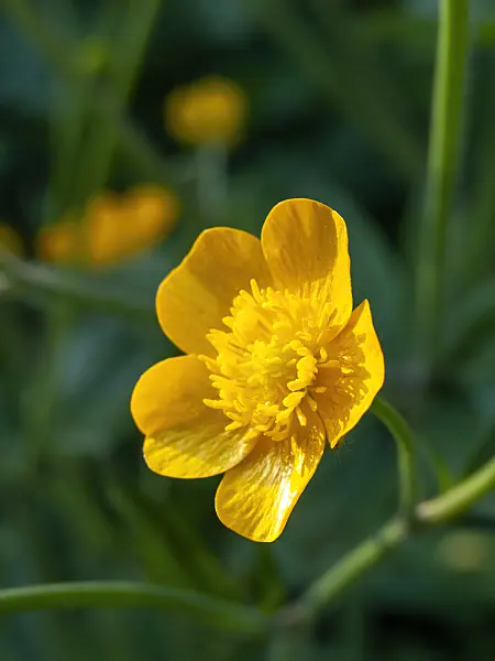 460044 - Woolly buttercup (Ranunculus lanuginosus)