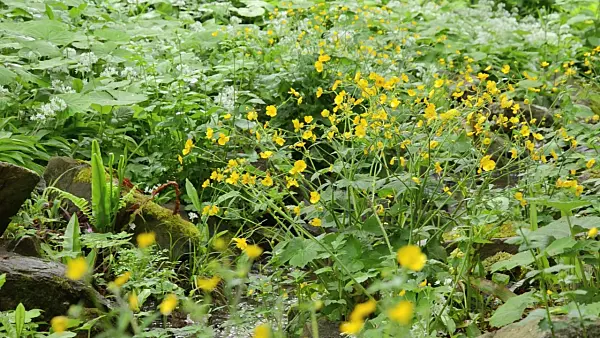 508099 - Woolly buttercup (Ranunculus lanuginosus)