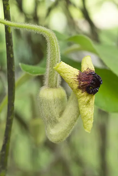 557020 - Woolly dutchman's pipe (Aristolochia tomentosa)