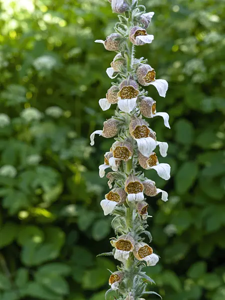 462007 - Woolly foxglove (Digitalis lanata)