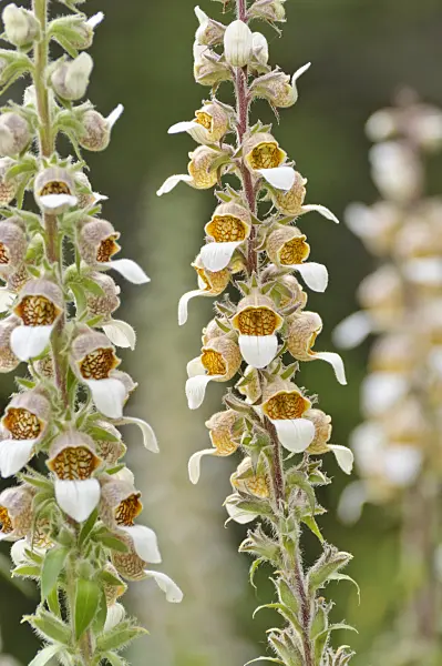 485180 - Woolly foxglove (Digitalis lanata)