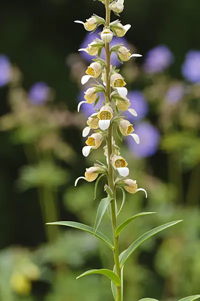 485181 - Woolly foxglove (Digitalis lanata)