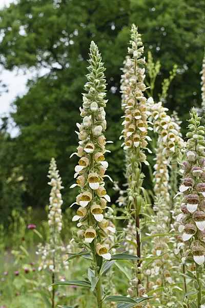 570001 - Woolly foxglove (Digitalis lanata)