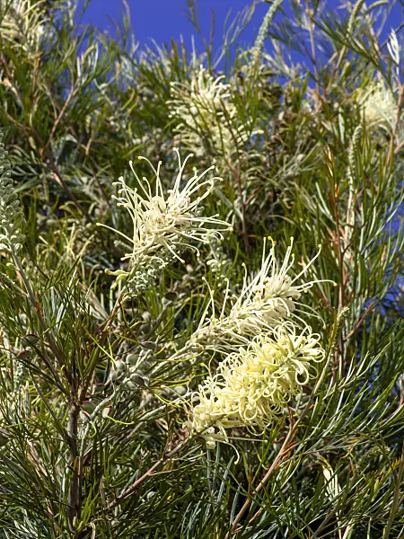 455384 - Woolly grevillea (Grevillea lanigera)