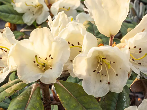 412045 - Woolly rhododendron (Rhododendron lanatum)