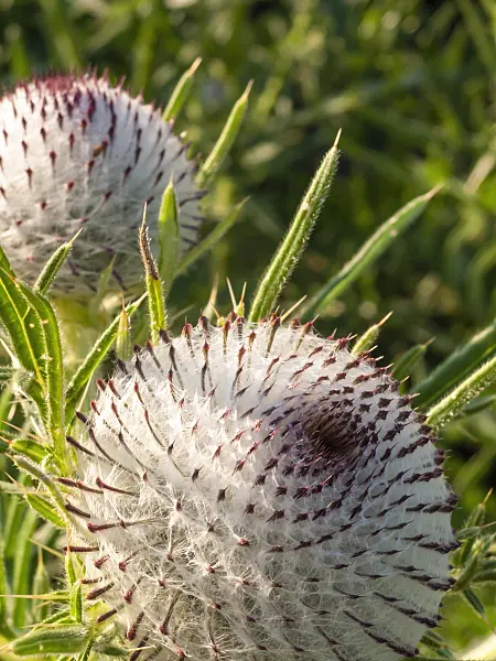 415009 - Woolly thistle (Cirsium eriophorum)