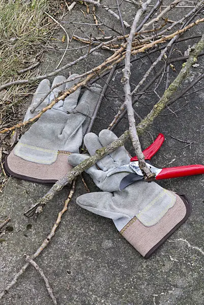 554013 - Work gloves and secateurs
