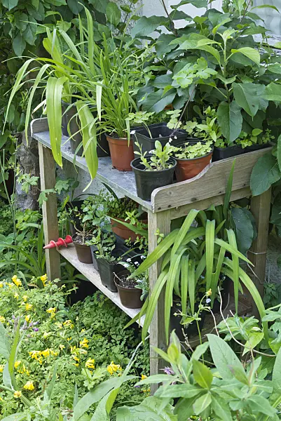 557019 - Work table with plants in flower pots