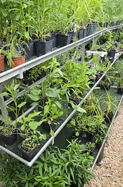 534059 - Workplace in the garden with plants in flower pots