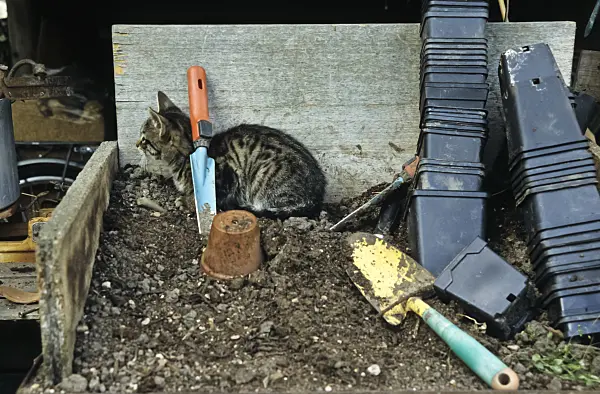 429256 - Workplace with cat in the garden