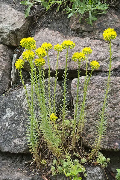 608135 - Wormleaf stonecrop (Sedum stenopetalum)