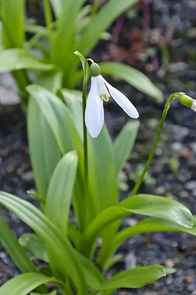 470030 - Woronow's snowdrop (Galanthus woronowii)