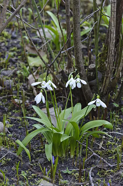 470031 - Woronow's snowdrop (Galanthus woronowii)