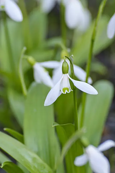 470032 - Woronow's snowdrop (Galanthus woronowii)