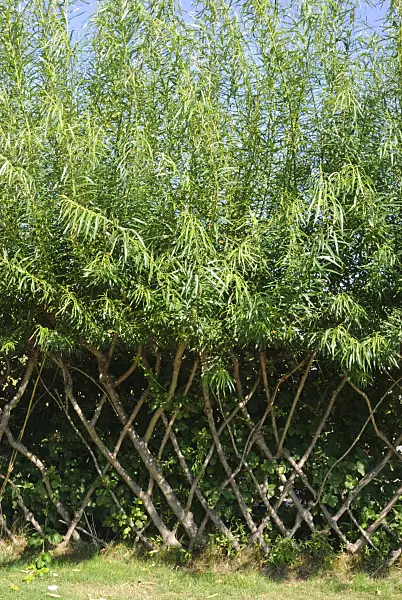475042 - Woven willow hedge