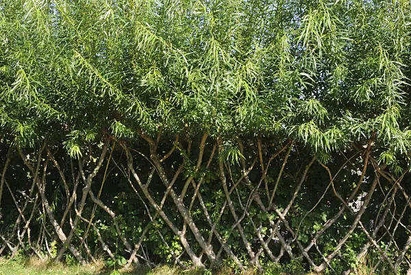 475043 - Woven willow hedge