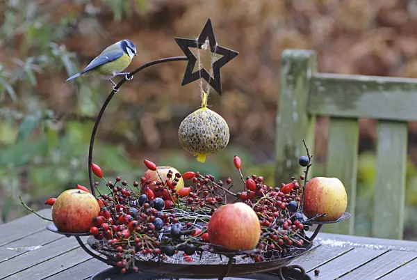 483052 - Wreath of wild berries for birds