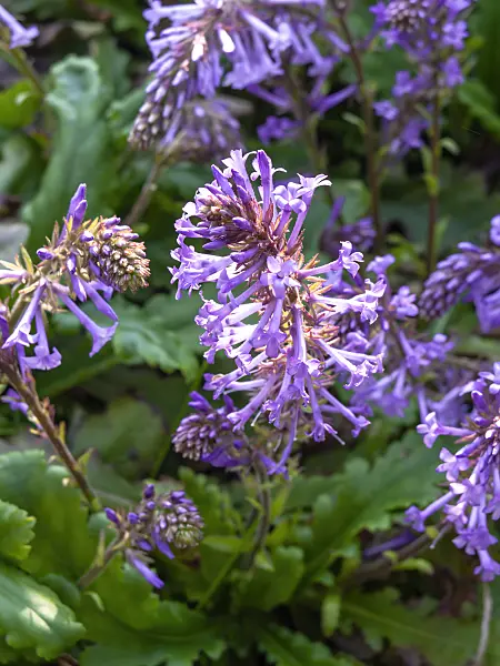 437163 - Wulfenia orientalis