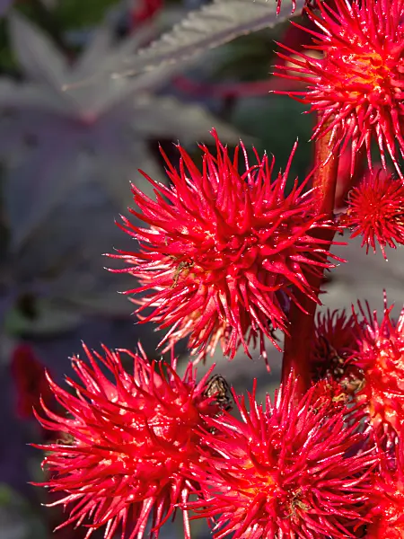 464008 - Wunderbaum (Ricinus communis)