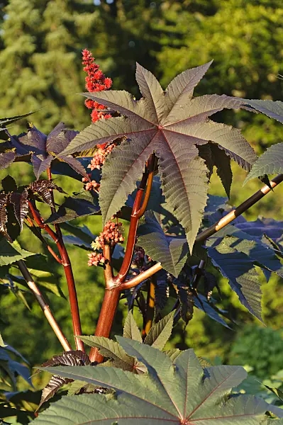 487118 - Wunderbaum (Ricinus communis)