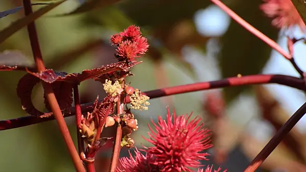 500112 - Wunderbaum (Ricinus communis)