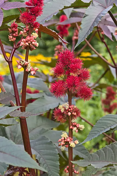 511162 - Wunderbaum (Ricinus communis)