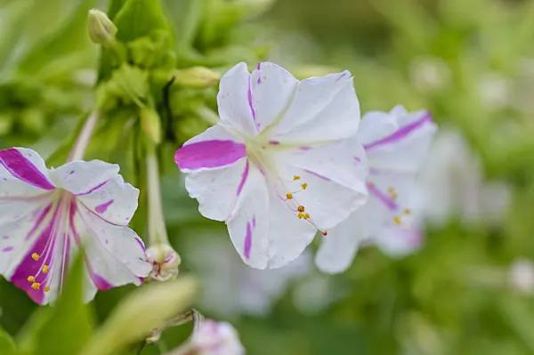 475163 - Wunderblume (Mirabilis jalapa)