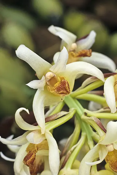 368054 - Xylobium variegatum