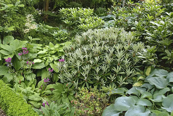 517233 - Yakushima rhododendron (Rhododendron degronianum subsp. yakushimanum)