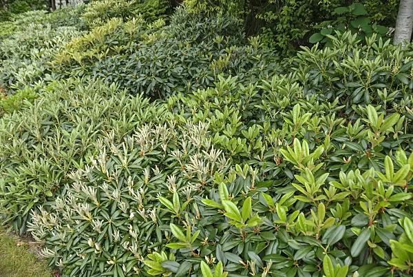 517234 - Yakushima rhododendron (Rhododendron degronianum subsp. yakushimanum)