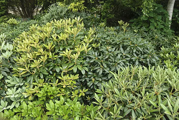 517235 - Yakushima rhododendron (Rhododendron degronianum subsp. yakushimanum)