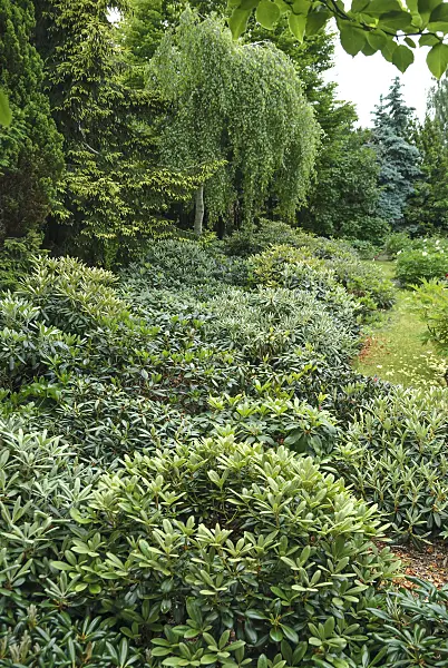 517236 - Yakushima rhododendron (Rhododendron degronianum subsp. yakushimanum)