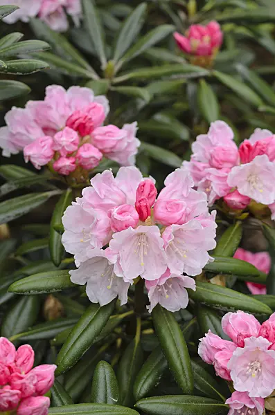 520300 - Yakushima rhododendron (Rhododendron degronianum subsp. yakushimanum)