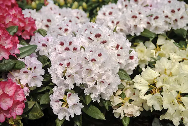 490134 - Yakushima rhododendron (Rhododendron degronianum subsp. yakushimanum 'Annika')