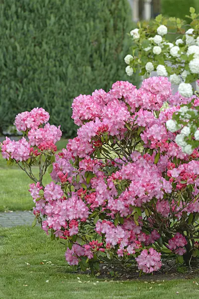 558206 - Yakushima rhododendron (Rhododendron degronianum subsp. yakushimanum 'Anuschka')