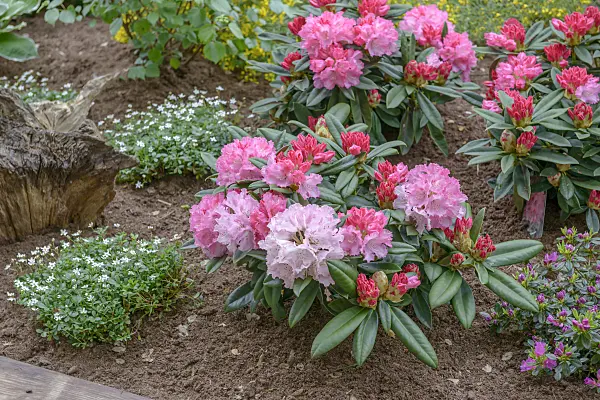 558207 - Yakushima rhododendron (Rhododendron degronianum subsp. yakushimanum 'Arabella')