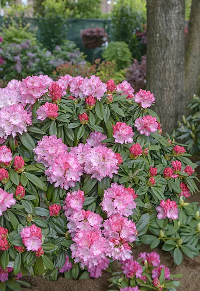 558208 - Yakushima rhododendron (Rhododendron degronianum subsp. yakushimanum 'Arabella')