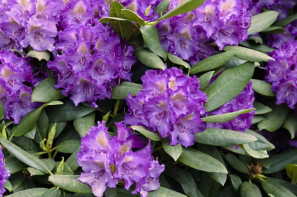 593176 - Yakushima rhododendron (Rhododendron degronianum subsp. yakushimanum 'Bohlken's Lupinenberg')