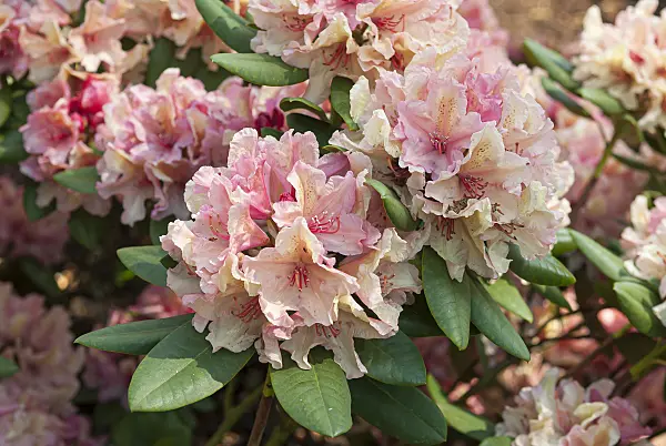651465 - Yakushima rhododendron (Rhododendron degronianum subsp. yakushimanum 'Brasilia')