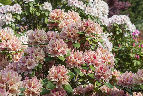 651466 - Yakushima rhododendron (Rhododendron degronianum subsp. yakushimanum 'Brasilia')