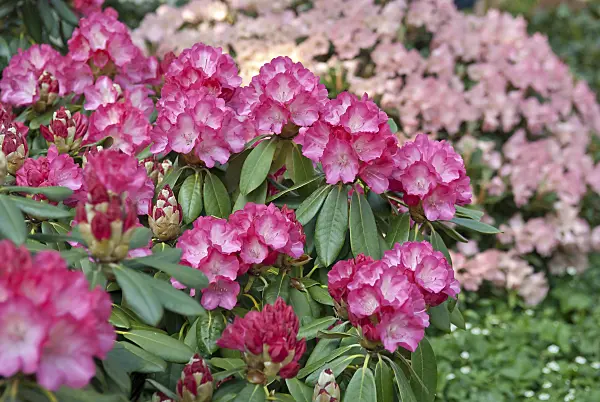 502404 - Yakushima rhododendron (Rhododendron degronianum subsp. yakushimanum 'Fantastica')